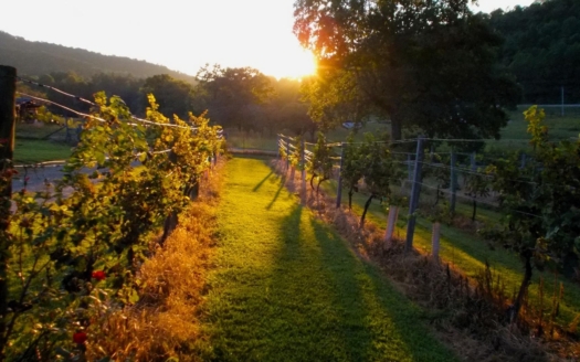 The Wines of Savoie: A French Alps Property Buyer's Guide to Alpine Vineyards, Crus and Terroir